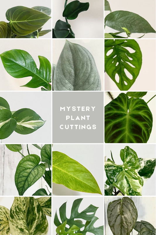 Mystery Plant Cuttings - Rooted and Unrooted
