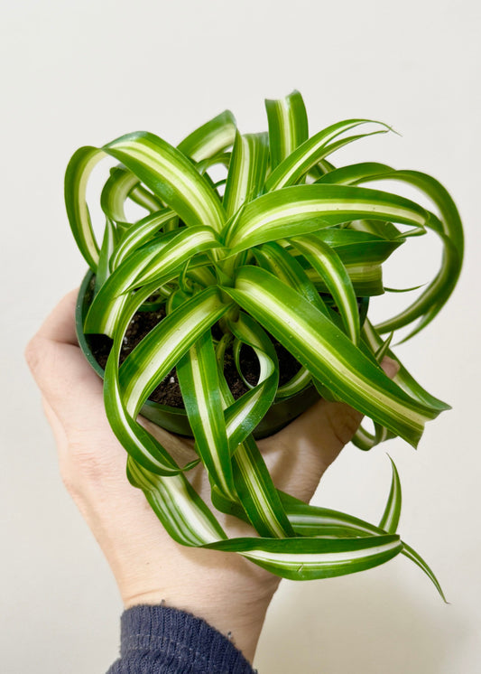 Spider Bonnie Plant - Live Plant 4" pot - optional decorative pot