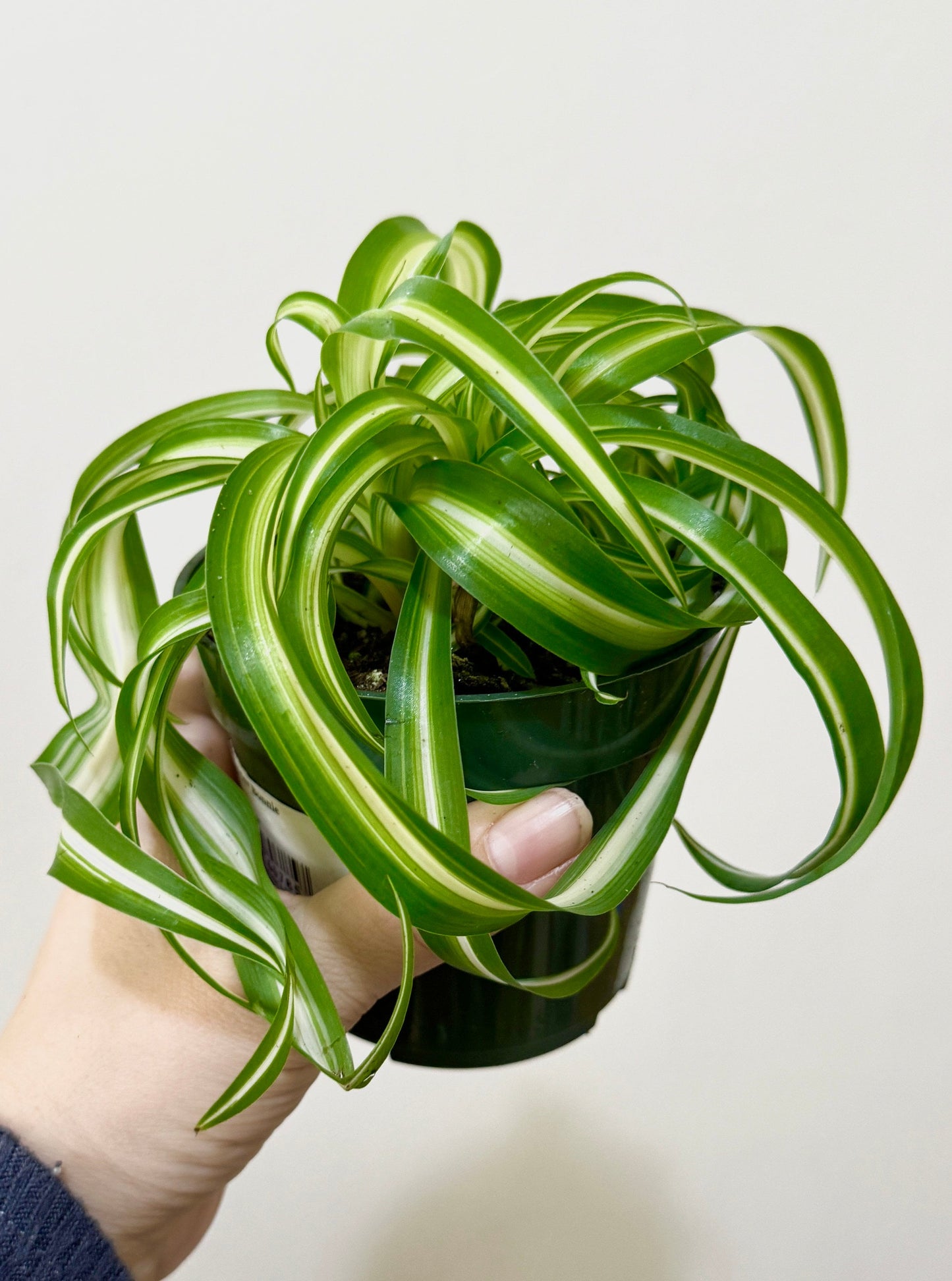 Spider Bonnie Plant - Live Plant 4" pot - optional decorative pot