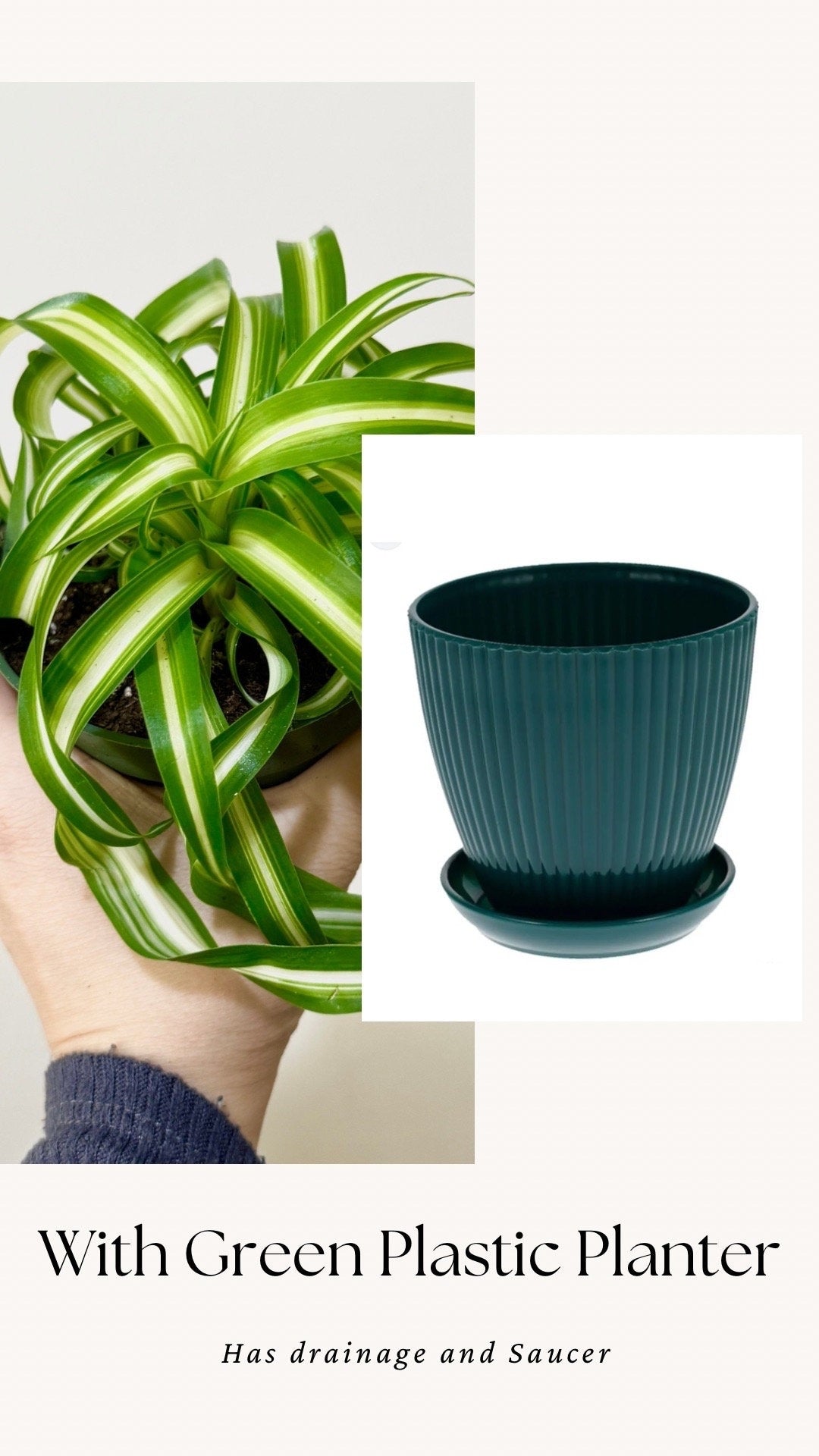 Spider Bonnie Plant - Live Plant 4" pot - optional decorative pot