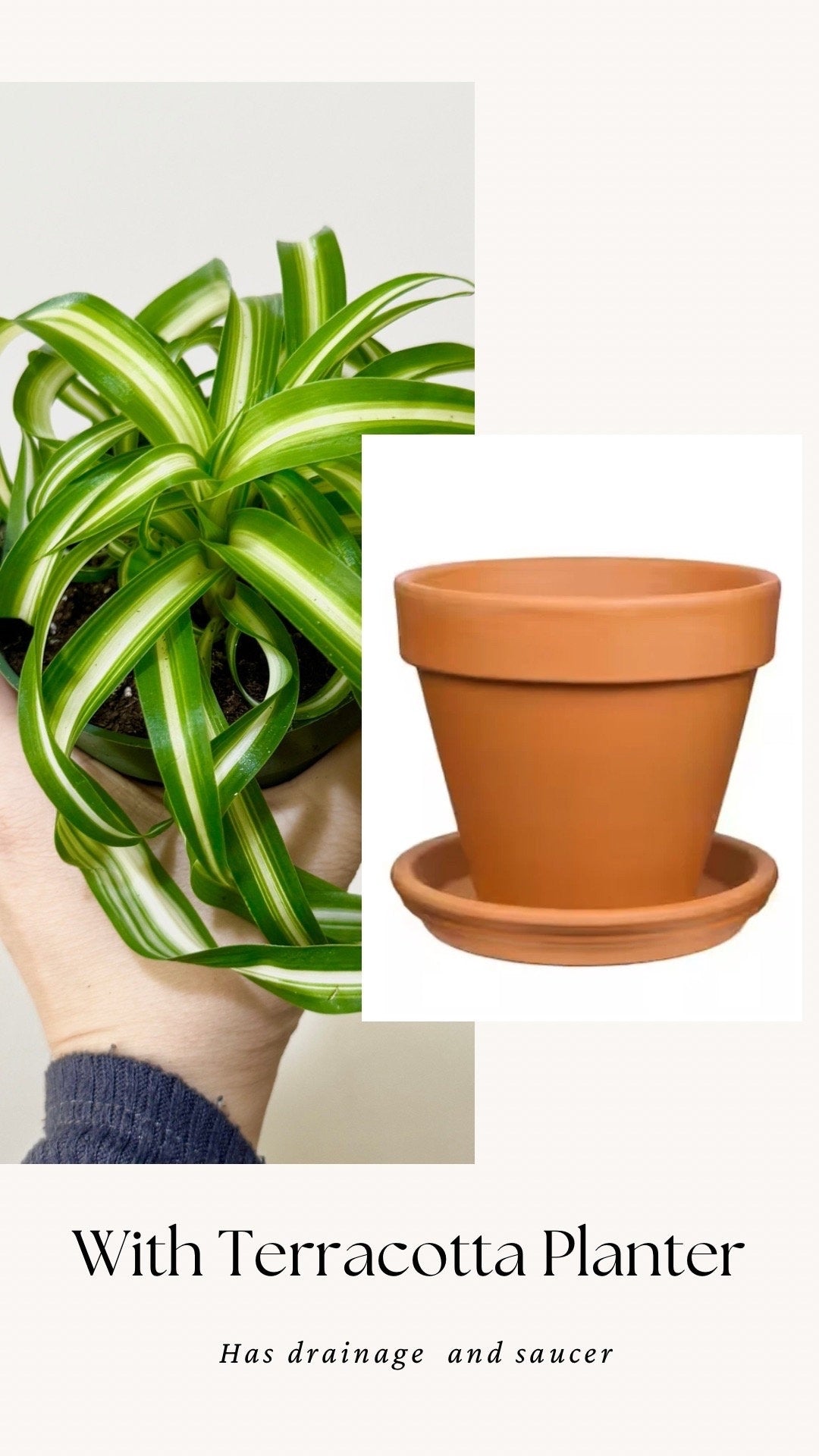 Spider Bonnie Plant - Live Plant 4" pot - optional decorative pot