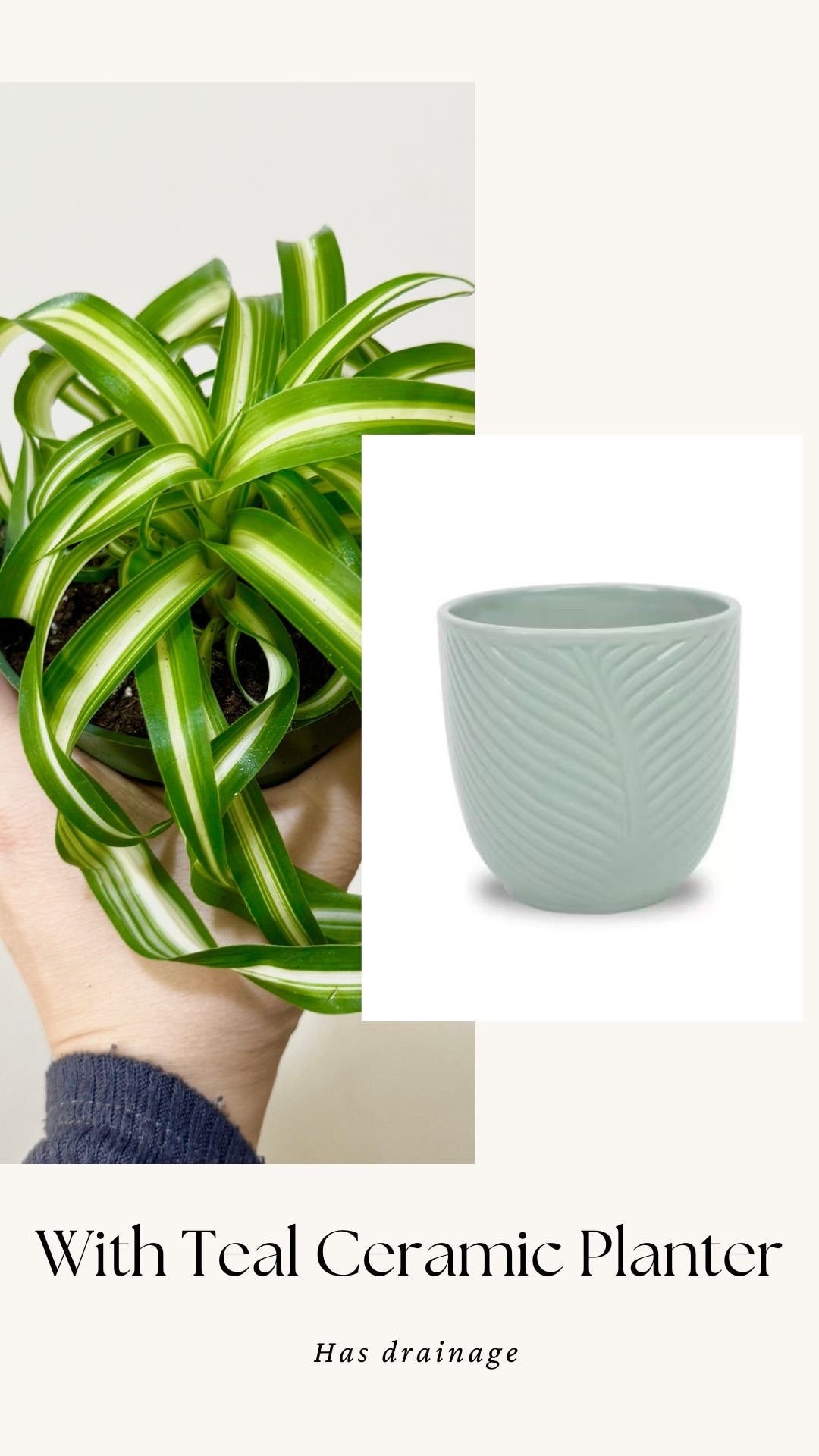 Spider Bonnie Plant - Live Plant 4" pot - optional decorative pot