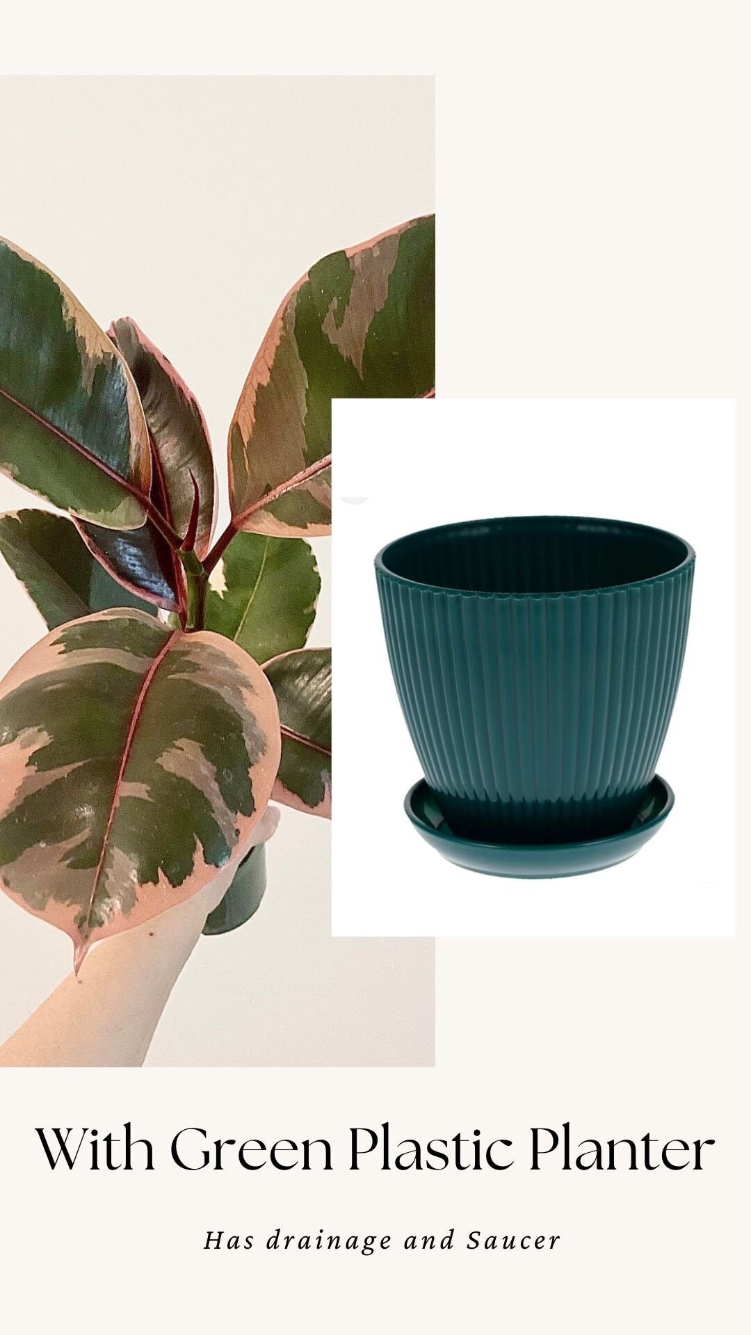 Ficus Elastica Ruby Rubber Tree Plant - 4" Pot