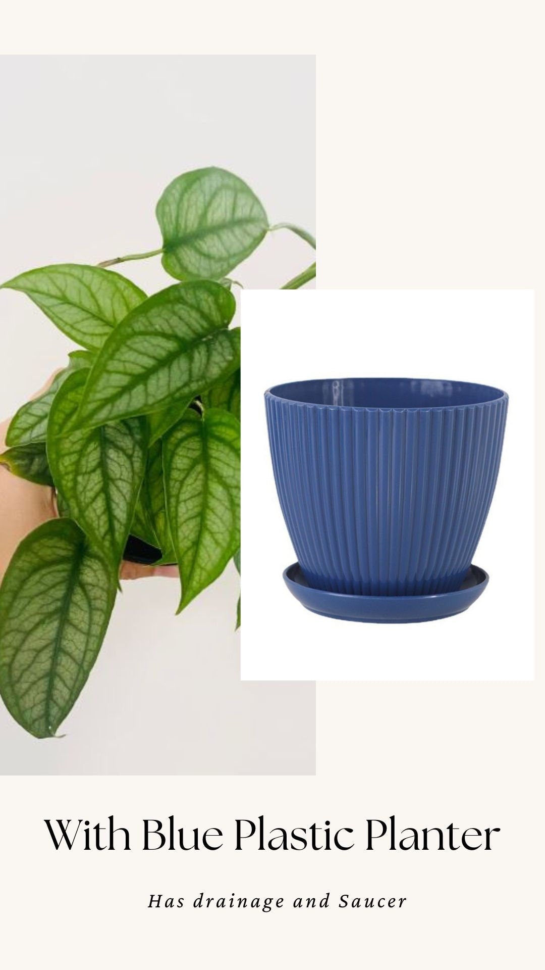 Monstera Siltepecana Plant - 4 inch Nursery Pot - Optional Decorative Pot