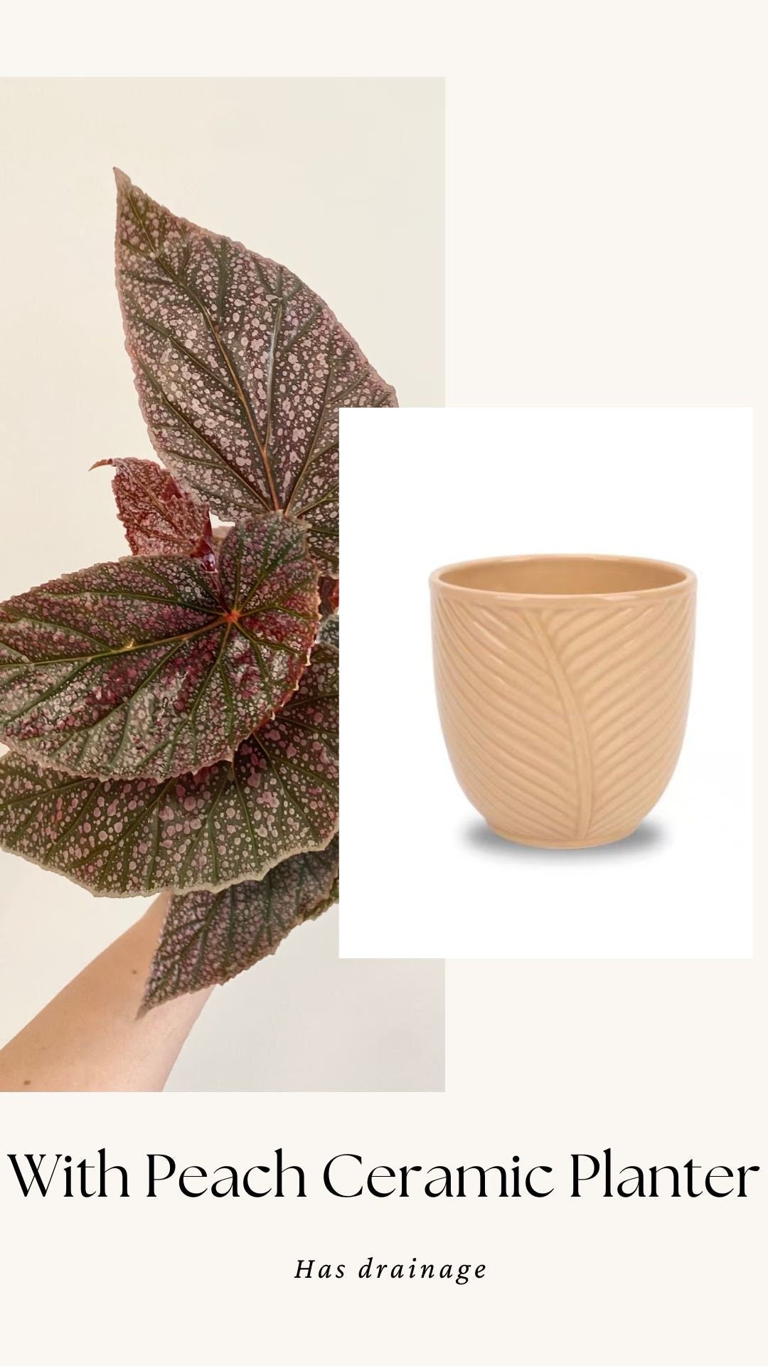 Begonia ‘Miss Mummy’ – Angelwing Begonia - 4” Nursery Pot - live plant