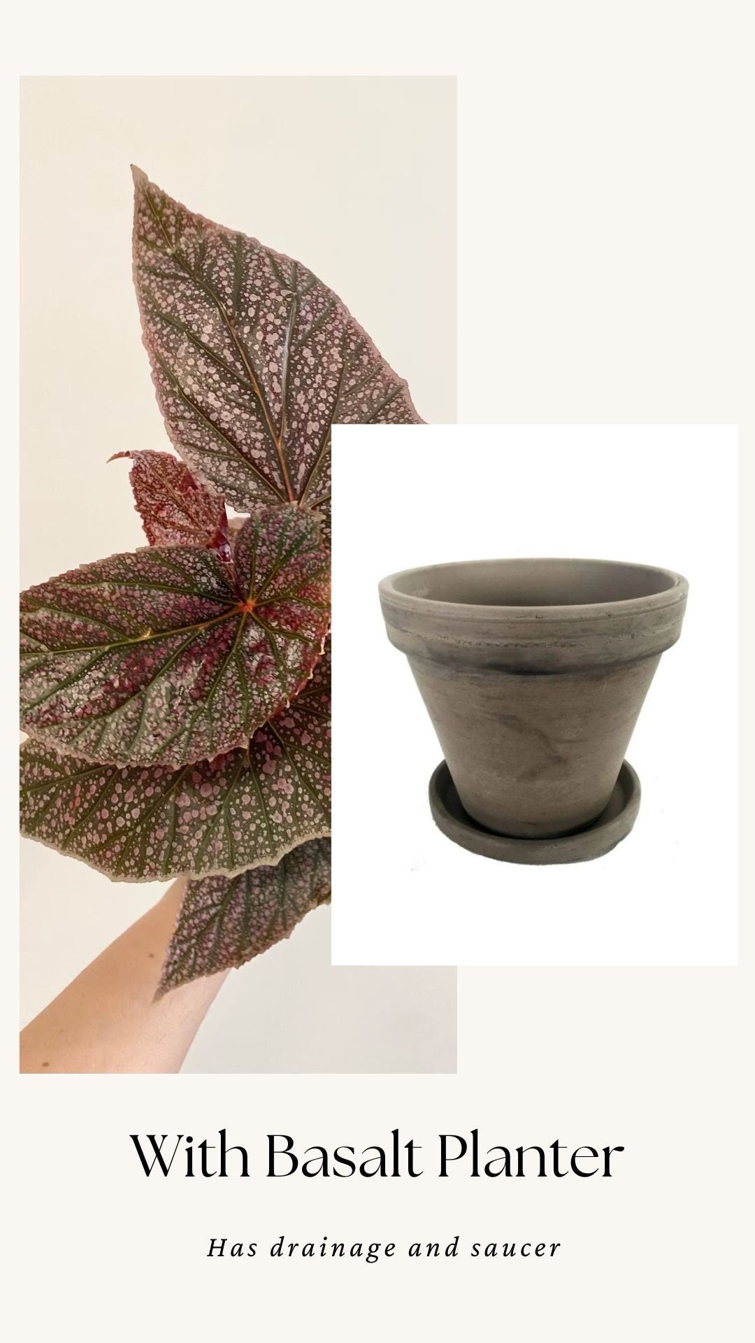 Begonia ‘Miss Mummy’ – Angelwing Begonia - 4” Nursery Pot - live plant