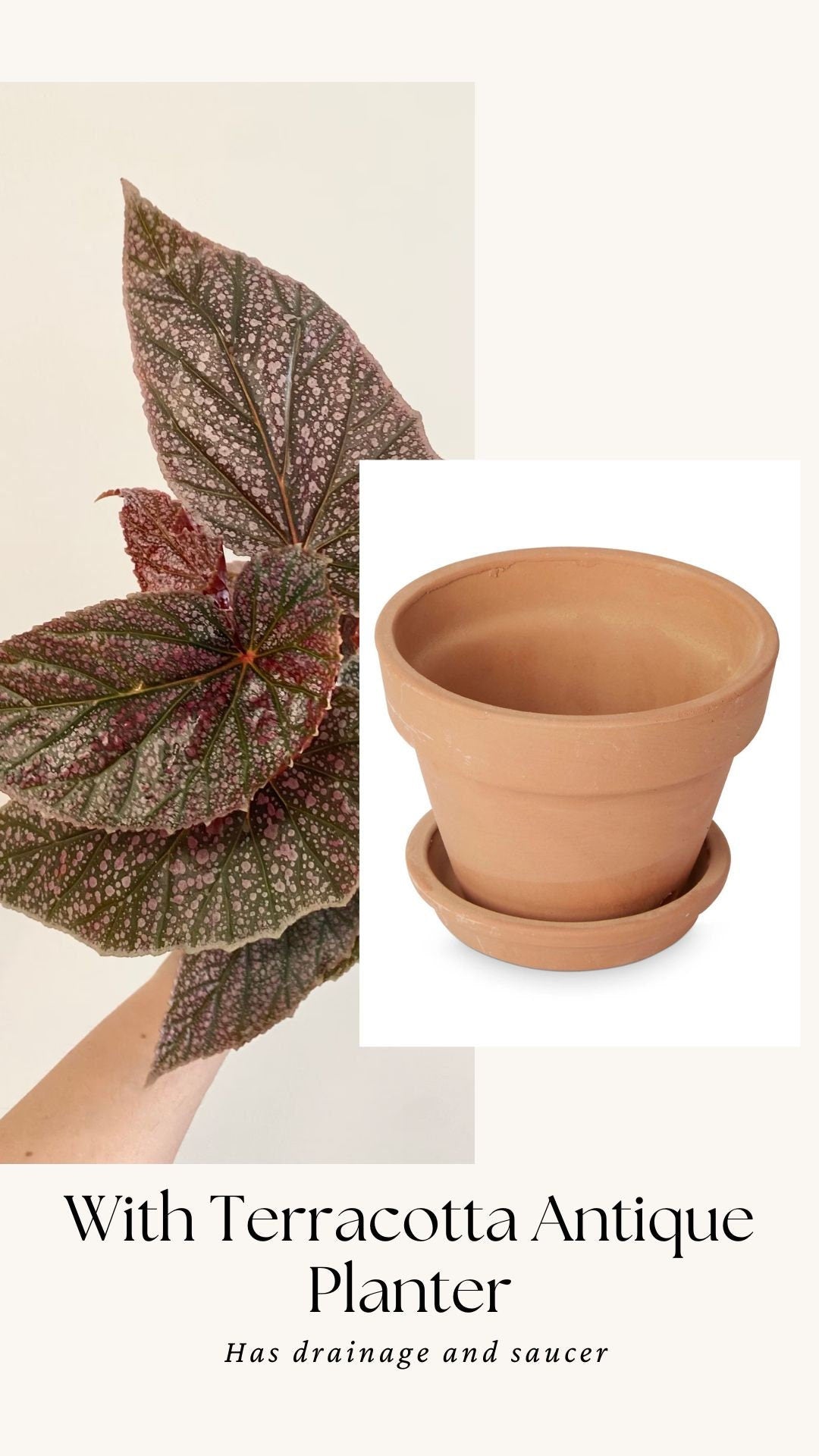 Begonia ‘Miss Mummy’ – Angelwing Begonia - 4” Nursery Pot - live plant
