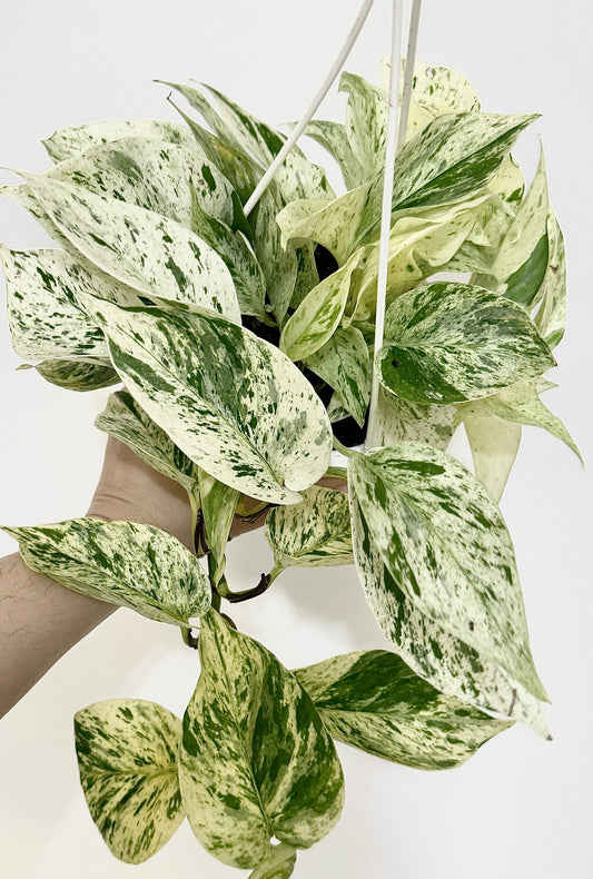 Snow Queen Pothos Plant - 4.5 Hanging Pot - Live Plant
