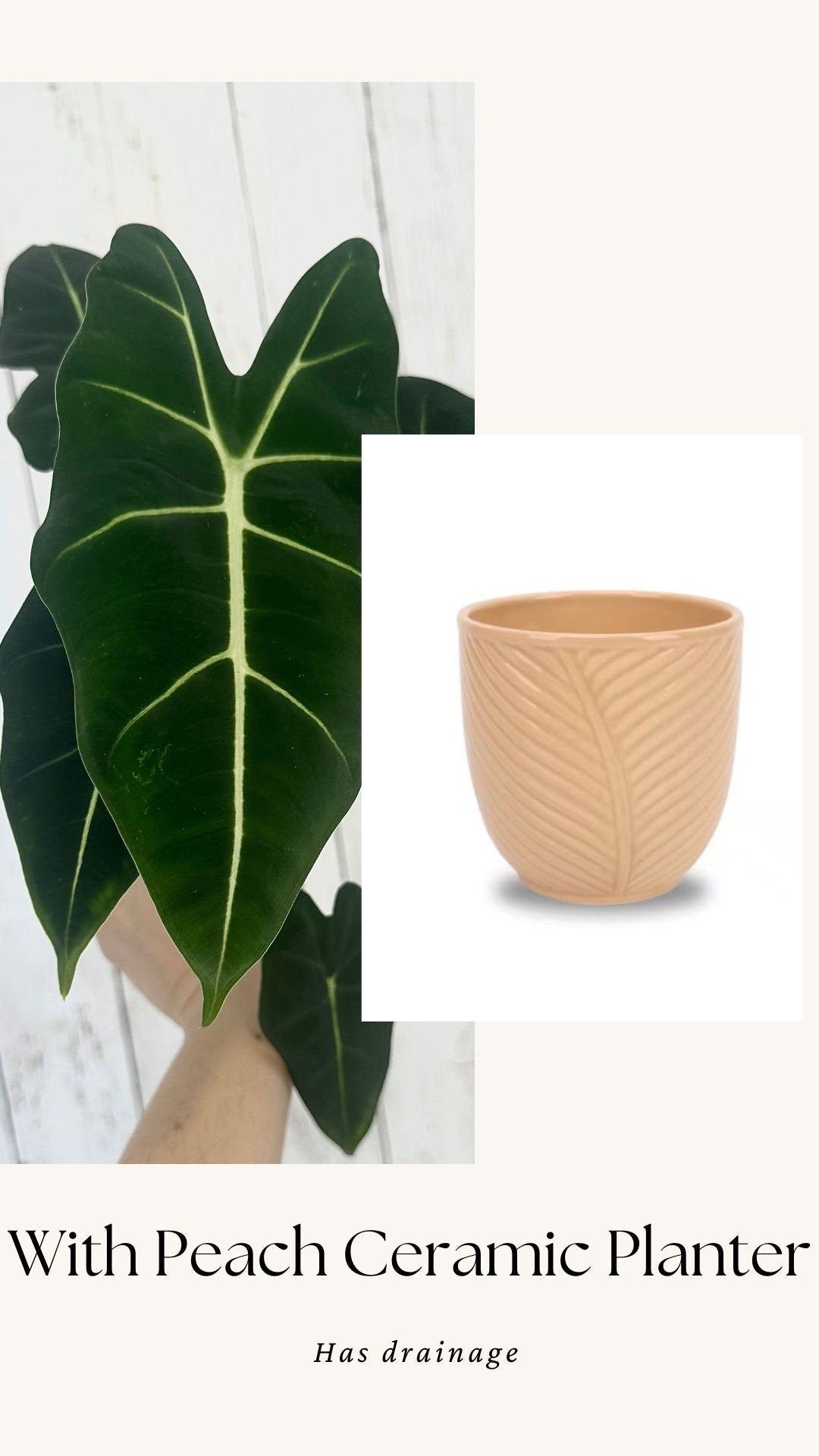 Alocasia Frydek - 4" Nursery Pot - Live Plant