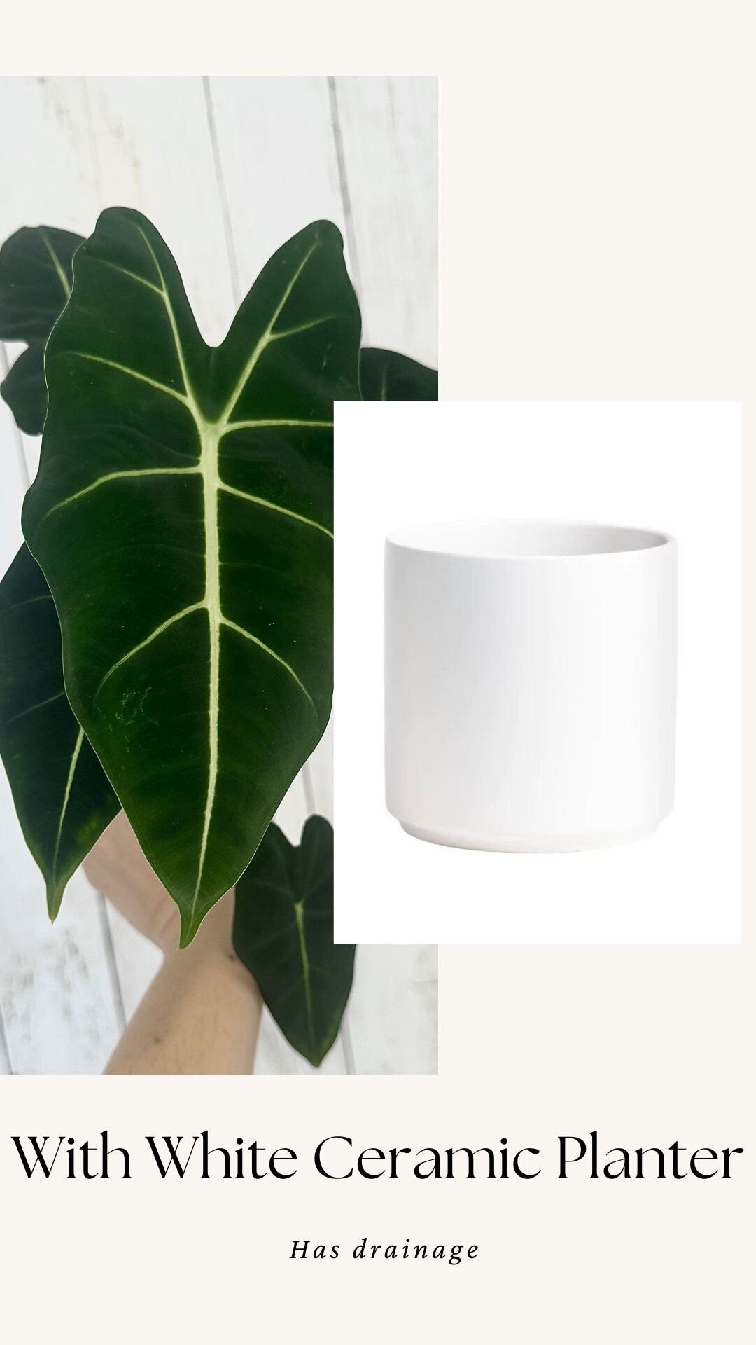 Alocasia Frydek - 4" Nursery Pot - Live Plant