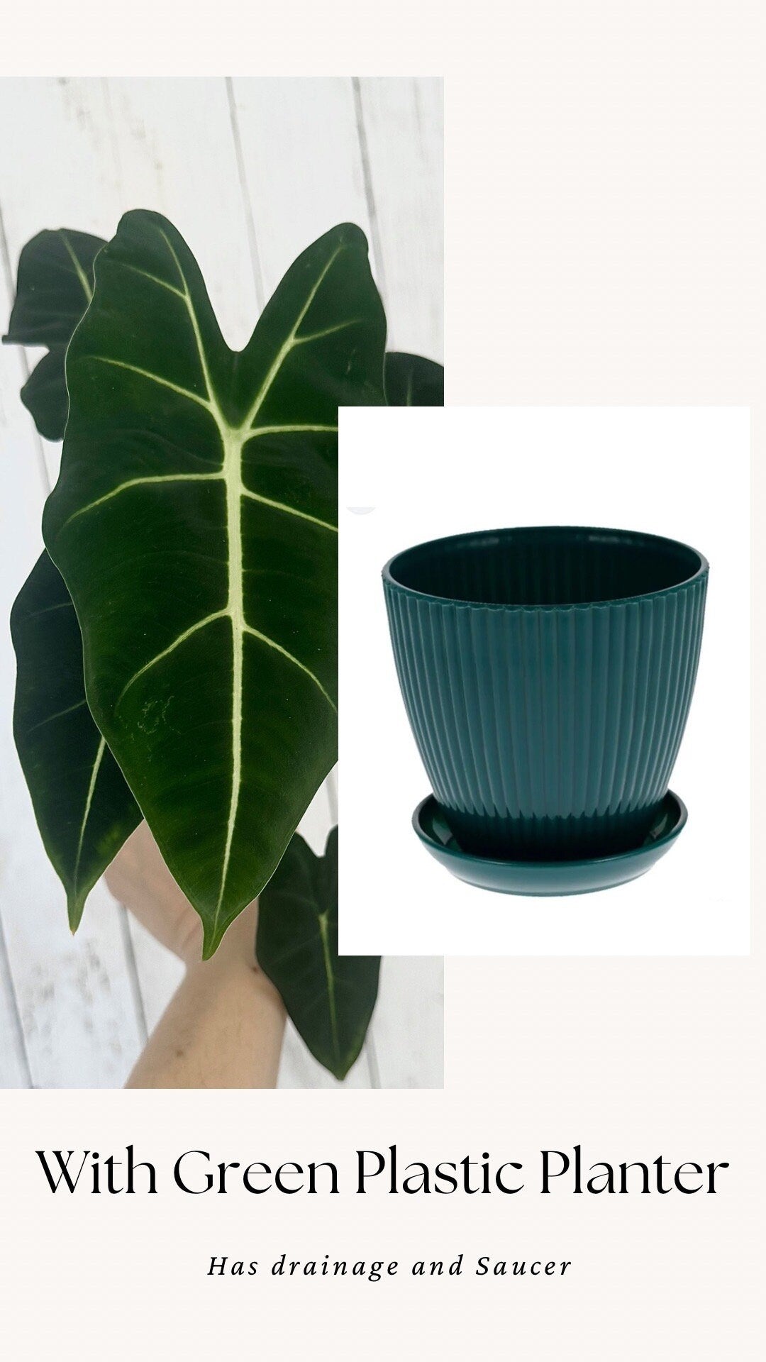 Alocasia Frydek - 4" Nursery Pot - Live Plant