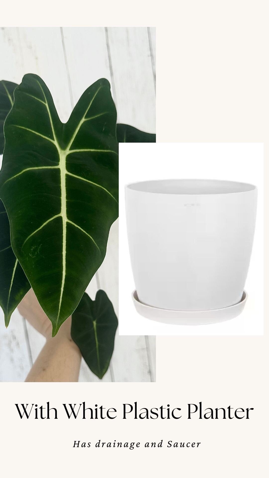 Alocasia Frydek - 4" Nursery Pot - Live Plant