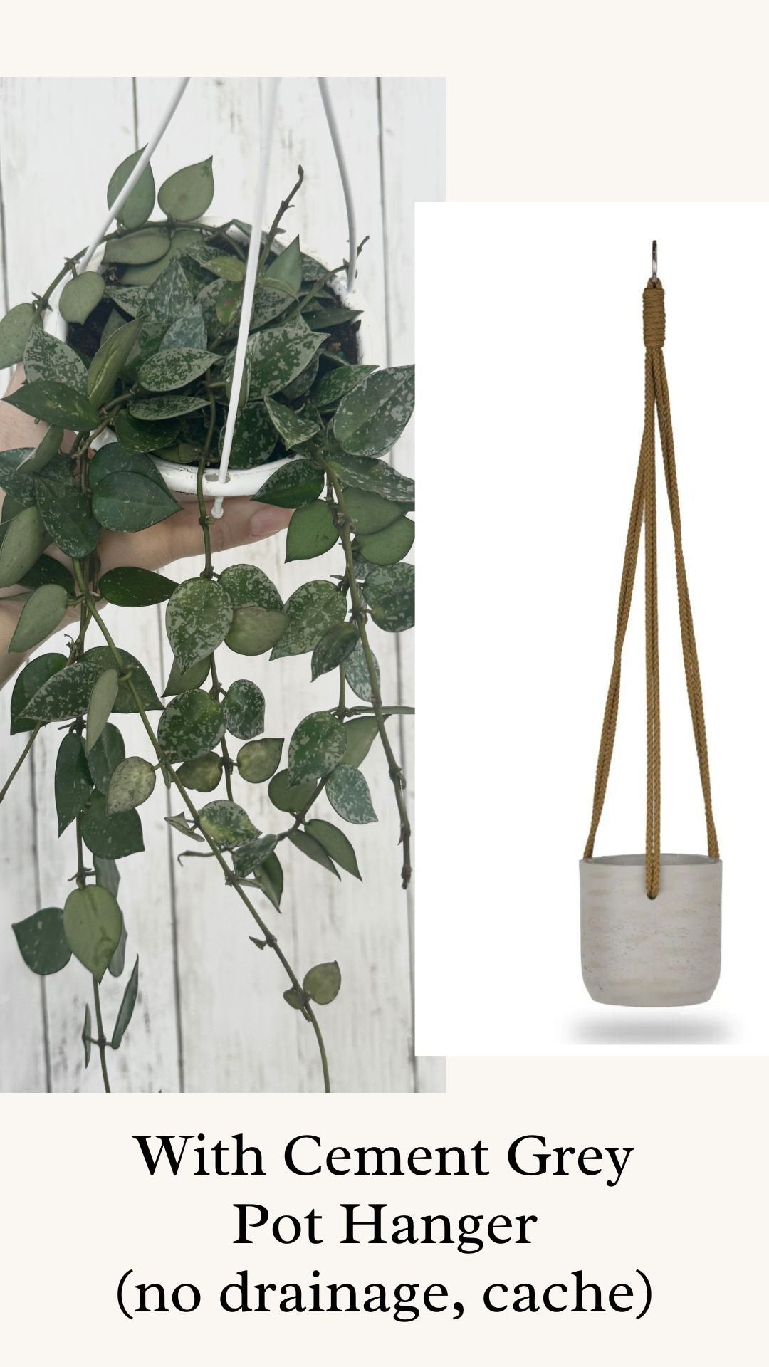 Hoya Krohniana Silver Splash - Rare Plant- Live Plant 4.5” Hanging Pot