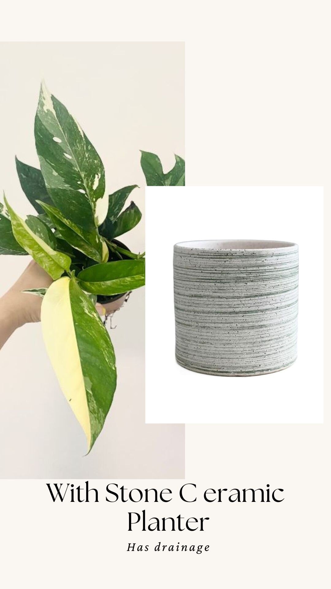 Epipremnum Pinnatum Albo Variegated Plant - Live Plant 4" Pot - optional decorative planter