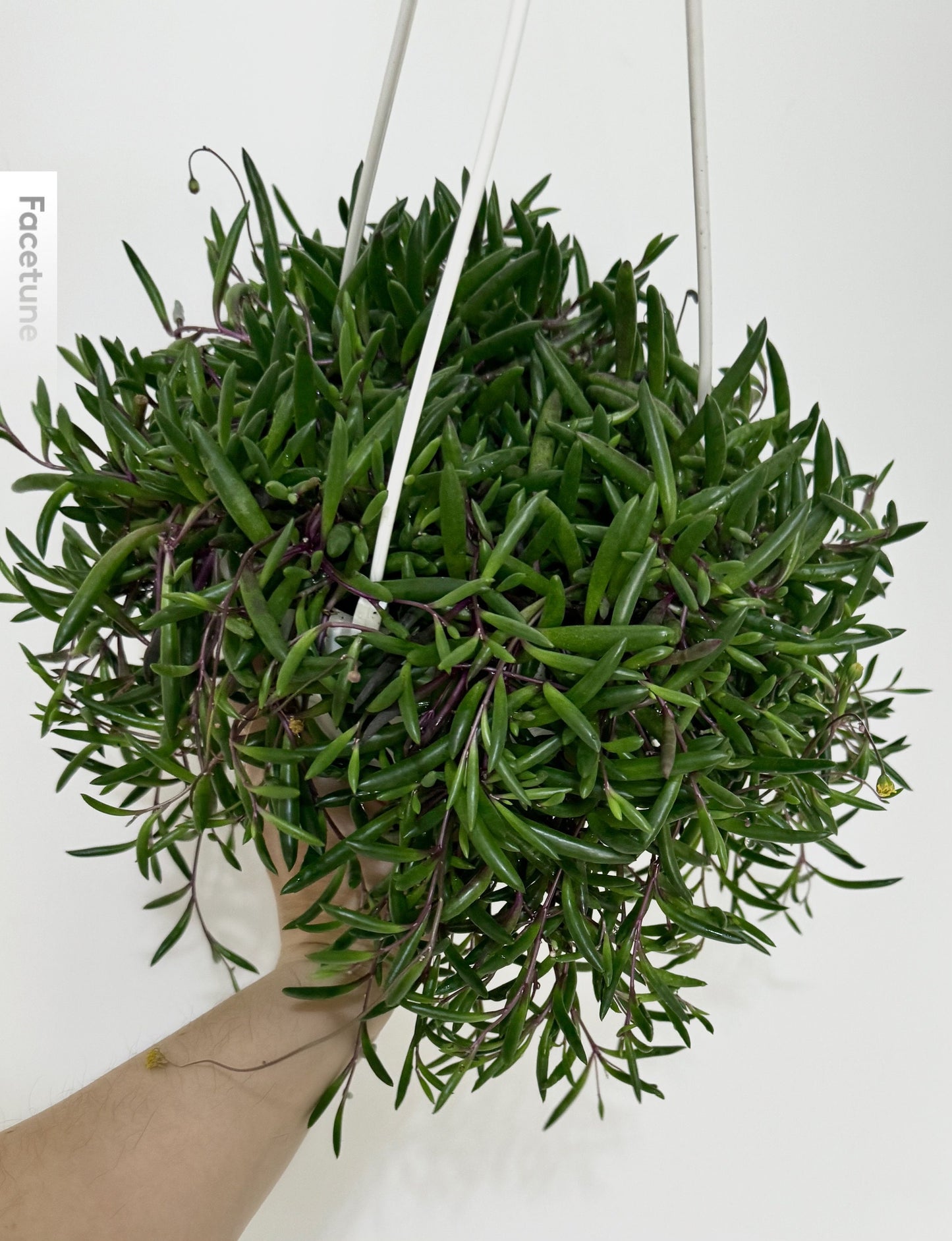 Ruby Necklace Hanging Plant | Othonna Capensis| 6 inch Hanging Basket | Succulent Plant | optional macrame hanger