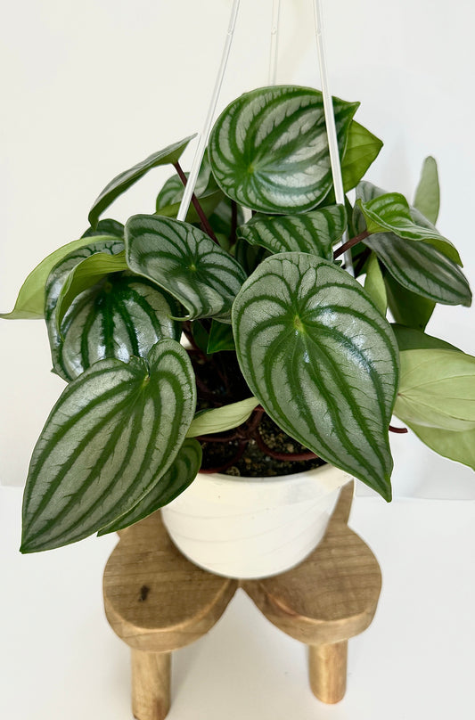 Peperomia Watermelon - 6 inch Hanging Basket
