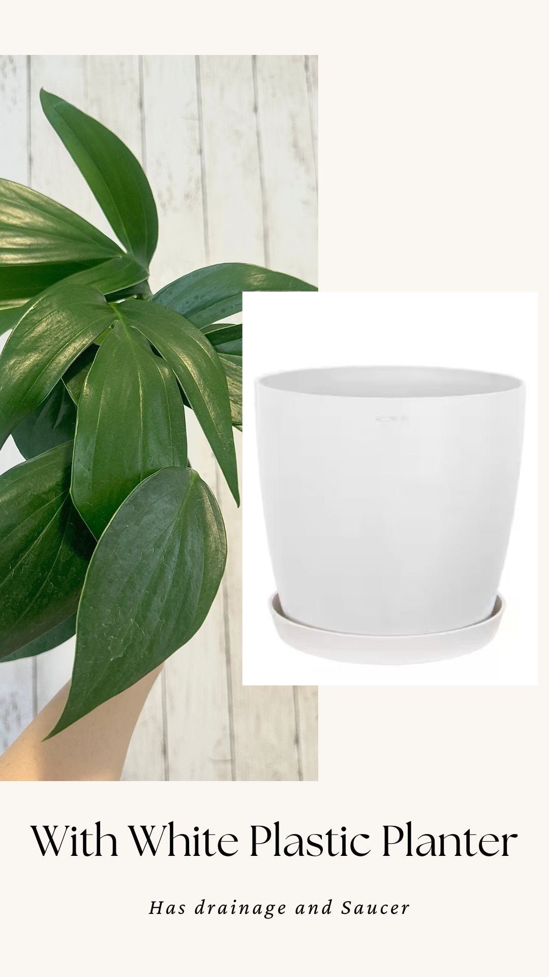 Rhaphidophora Decursiva Plant - 6” Nursery Pot