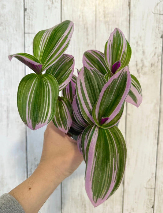 Tradescantia Bubblegum Nanouk Plant - 4 inch Pot - optional decorative pot
