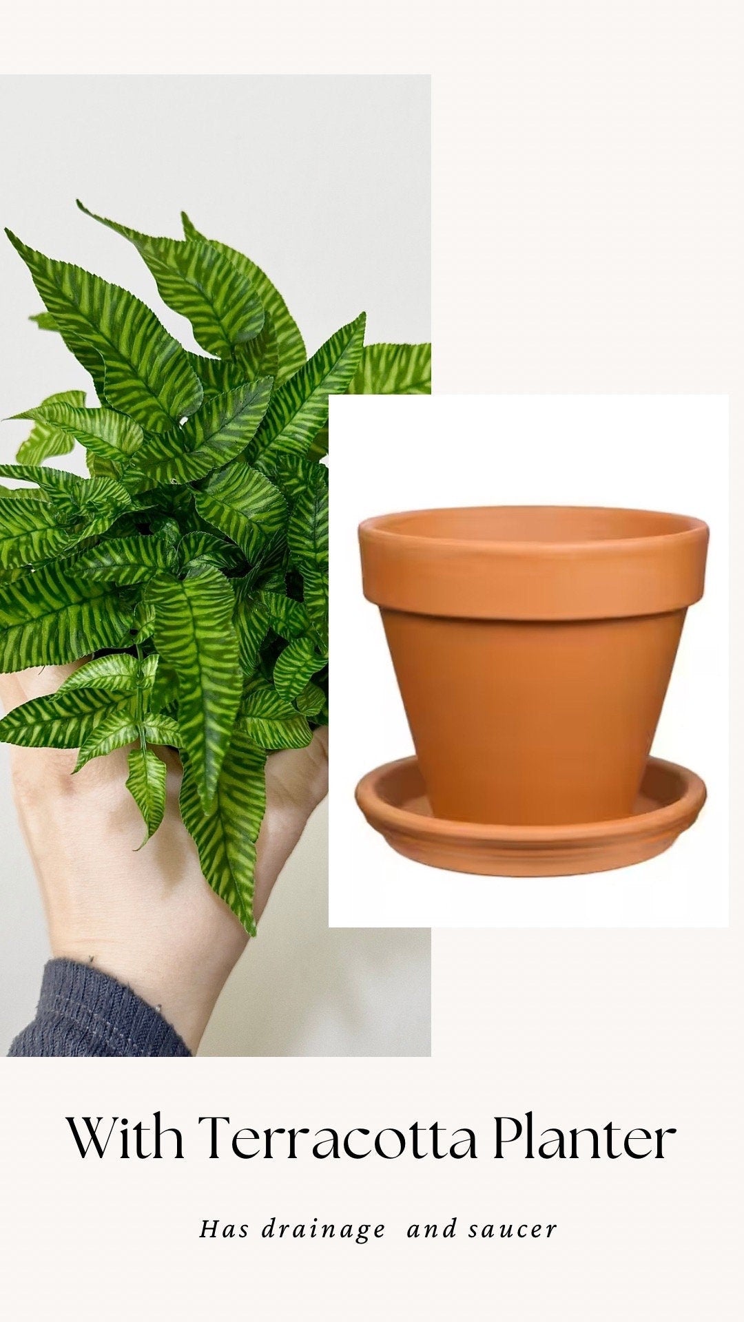 Striped Bamboo Fern Golden Zebra Plant - Live Plant - Rare Plant - 4” pot - optional decorative pot