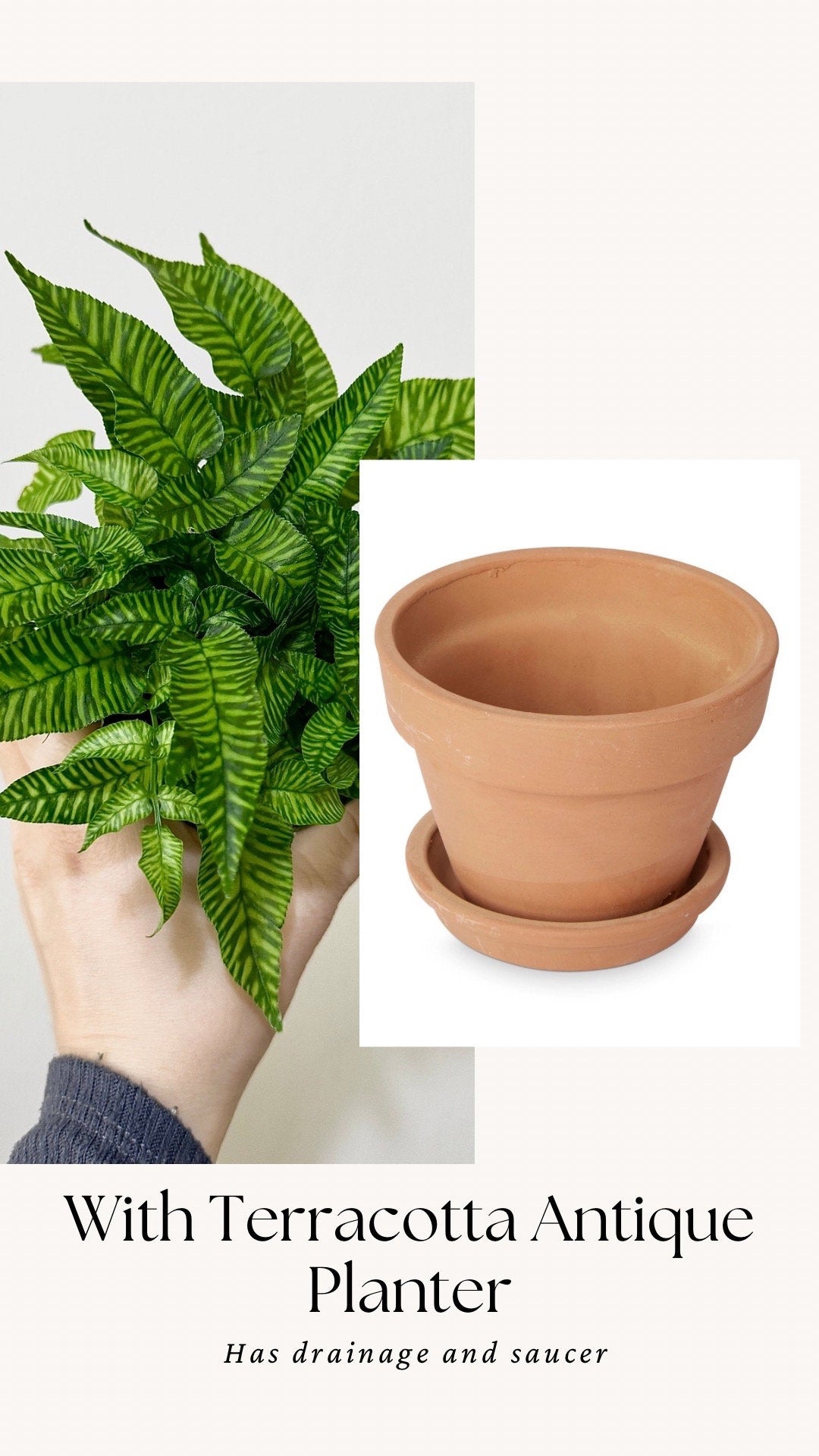 Striped Bamboo Fern Golden Zebra Plant - Live Plant - Rare Plant - 4” pot - optional decorative pot