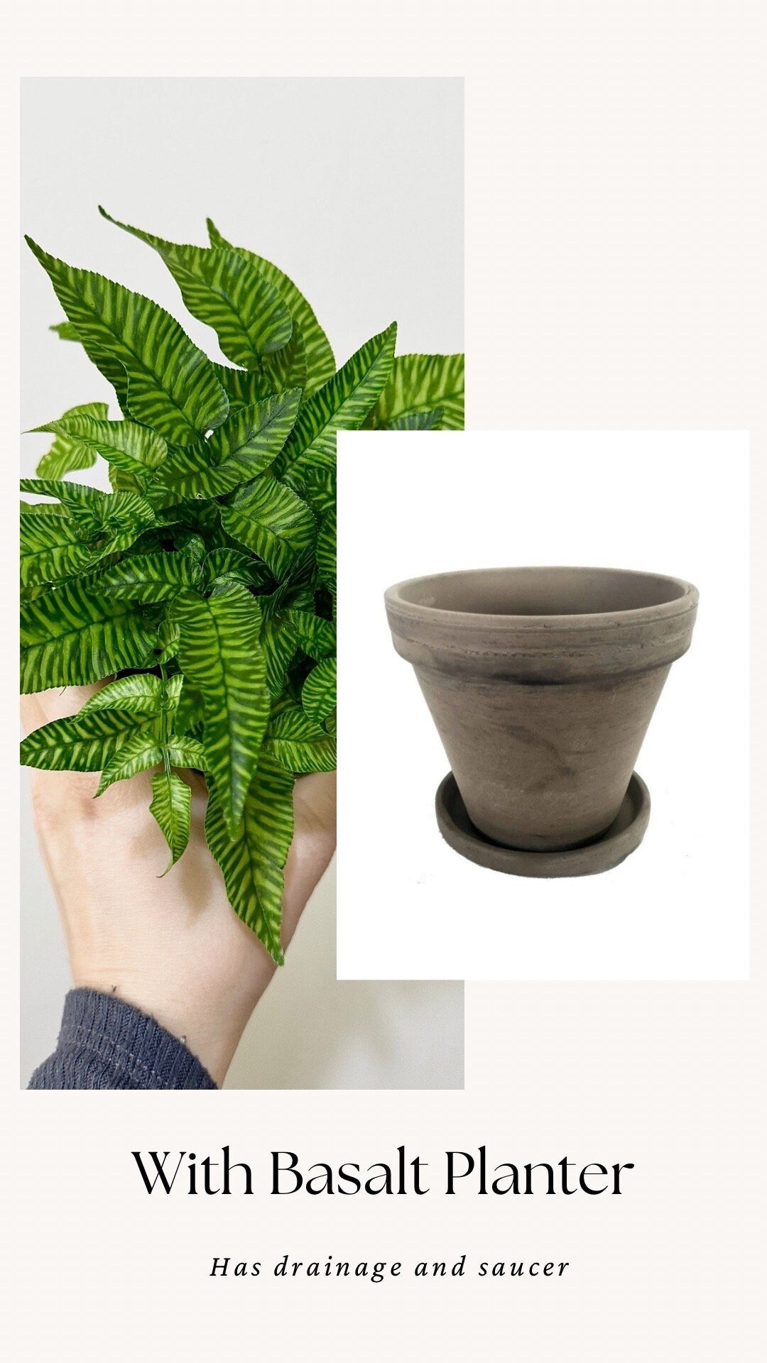 Striped Bamboo Fern Golden Zebra Plant - Live Plant - Rare Plant - 4” pot - optional decorative pot