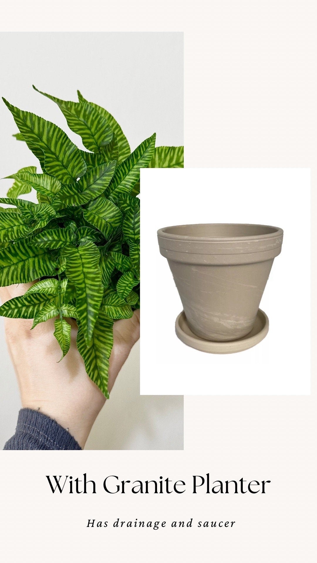 Striped Bamboo Fern Golden Zebra Plant - Live Plant - Rare Plant - 4” pot - optional decorative pot