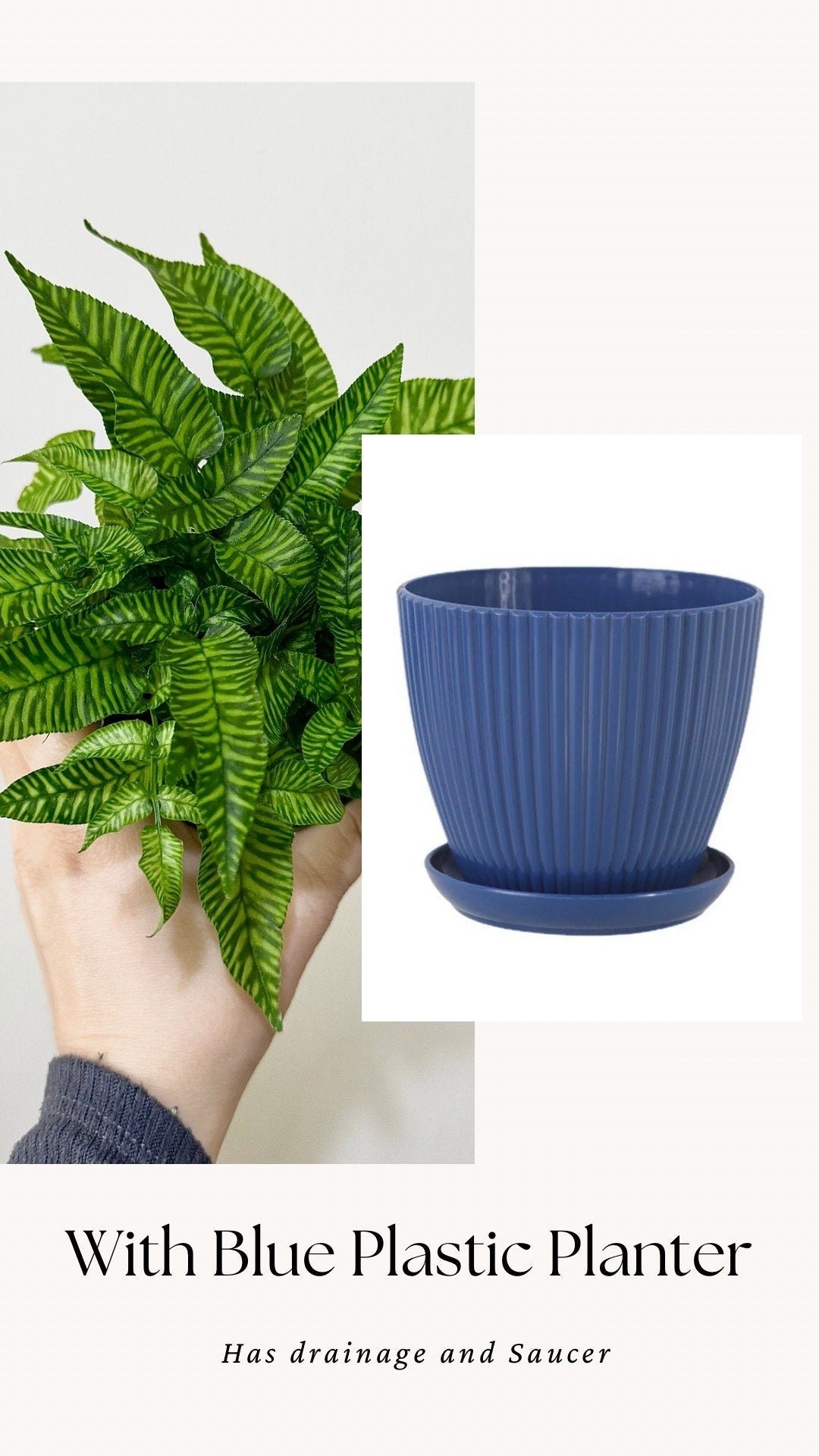 Striped Bamboo Fern Golden Zebra Plant - Live Plant - Rare Plant - 4” pot - optional decorative pot
