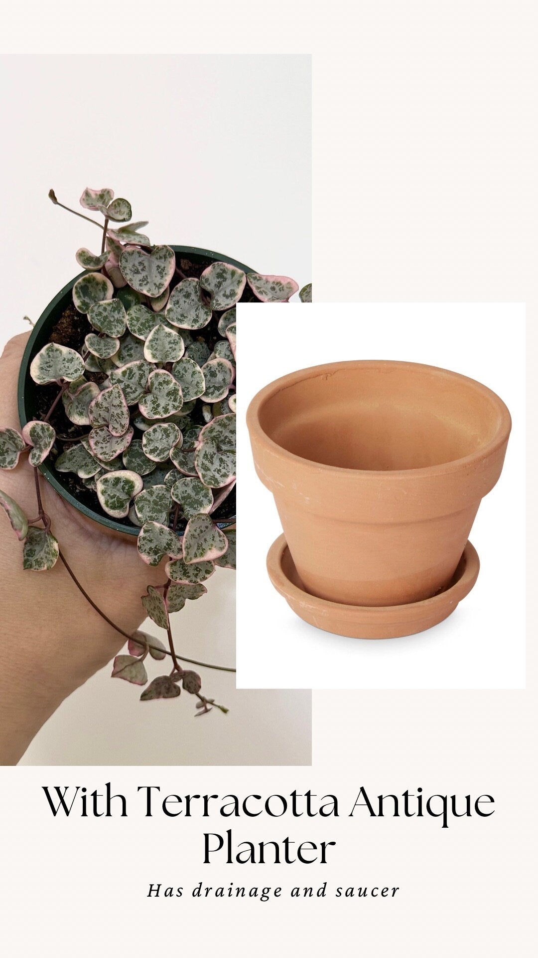 Variegated String of Hearts Plant - 3.5” Pot
