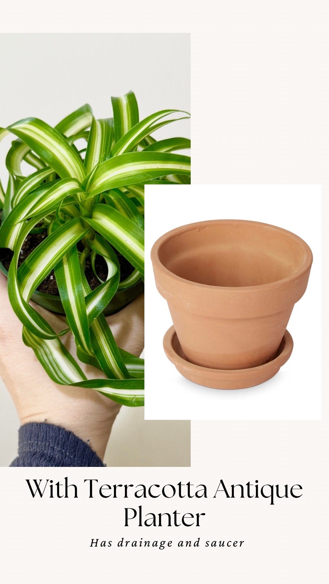 Spider Bonnie Plant - Live Plant 4" pot - optional decorative pot