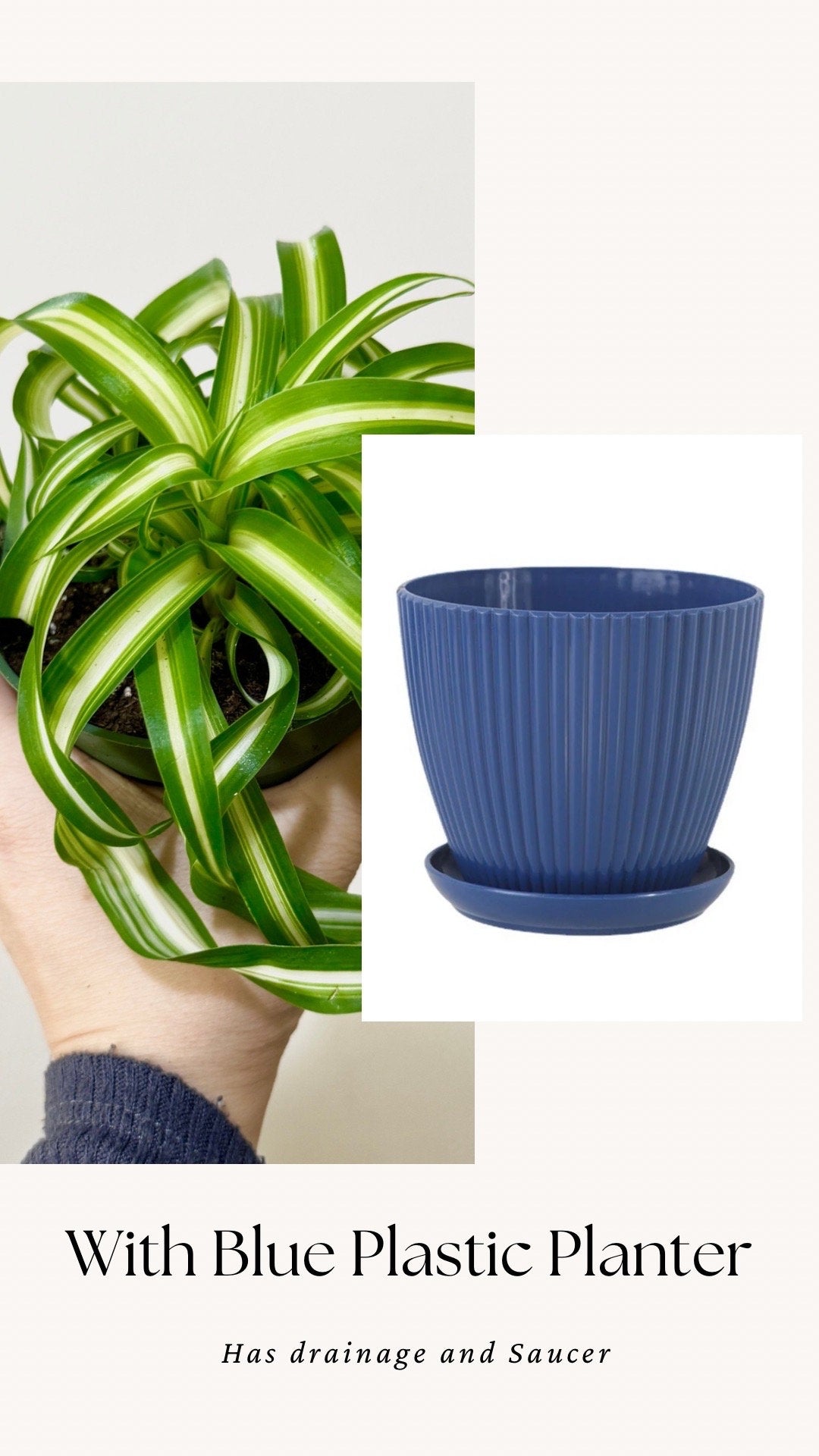 Spider Bonnie Plant - Live Plant 4" pot - optional decorative pot