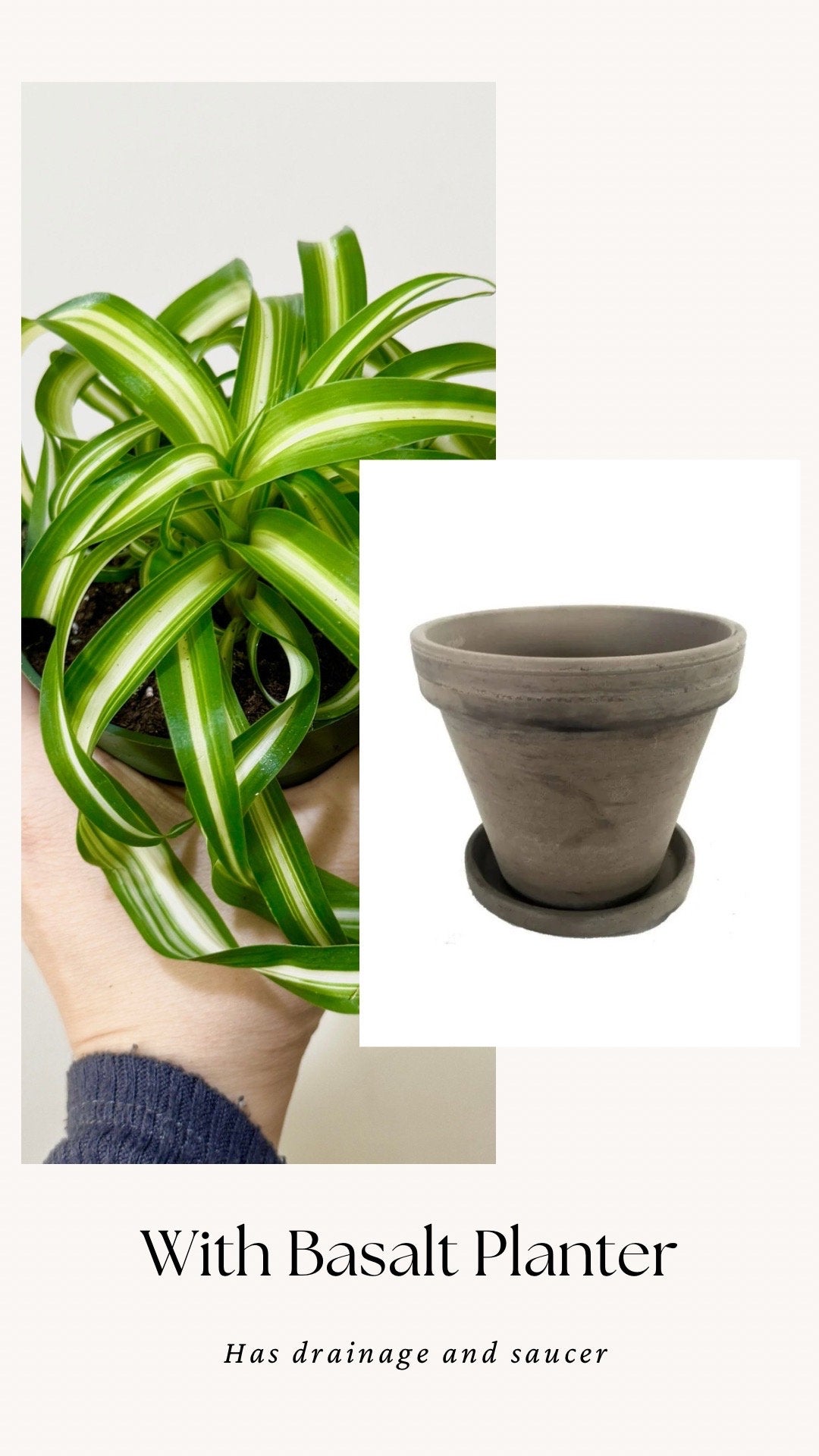 Spider Bonnie Plant - Live Plant 4" pot - optional decorative pot