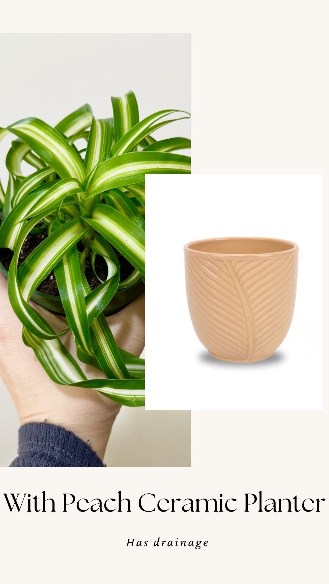 Spider Bonnie Plant - Live Plant 4" pot - optional decorative pot