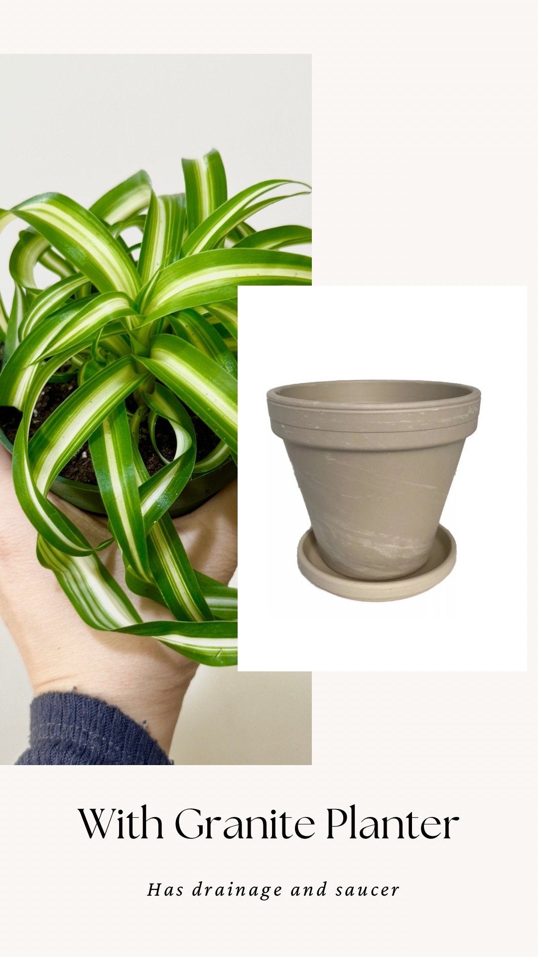 Spider Bonnie Plant - Live Plant 4" pot - optional decorative pot