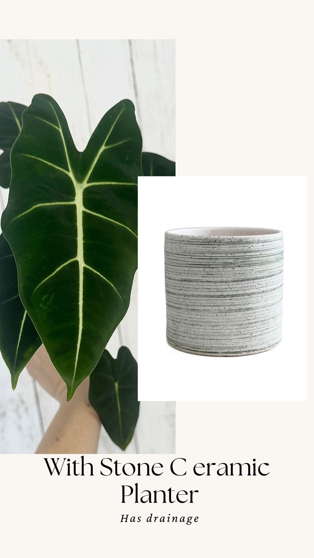Alocasia Frydek - 4" Nursery Pot - Live Plant
