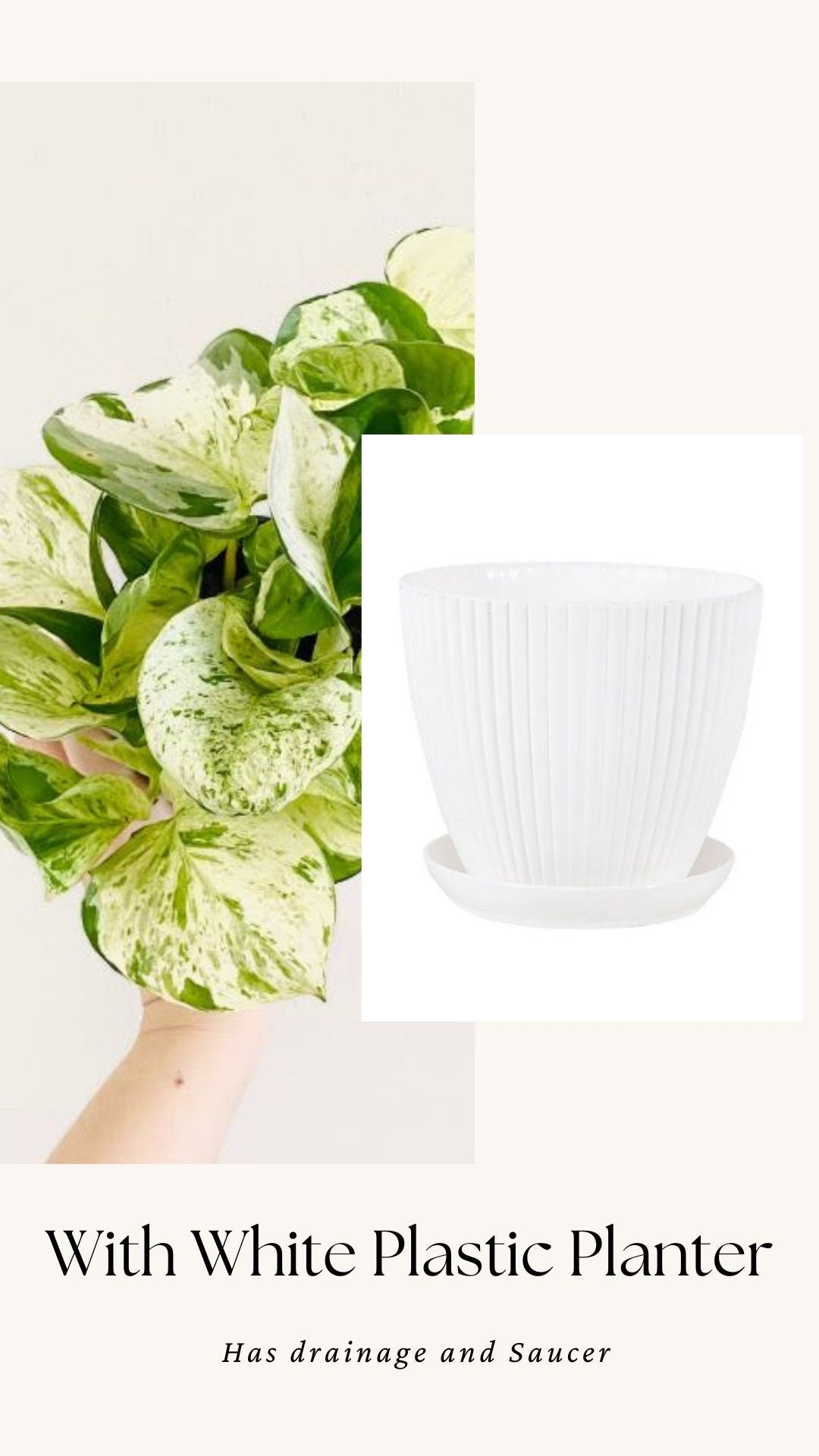 Manjula Pothos Plant - 4 inch Nursery Pot - Live Plant - optional decorative pot