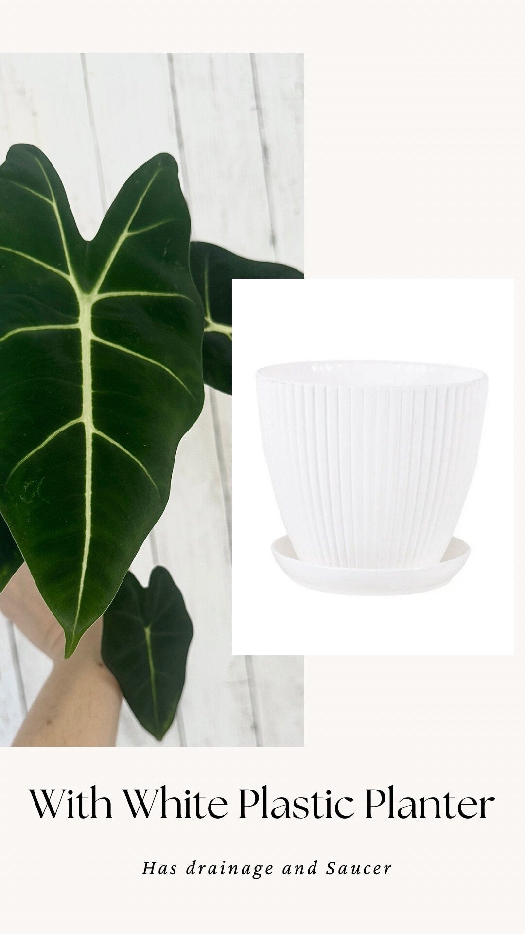 Alocasia Frydek - 4" Nursery Pot - Live Plant