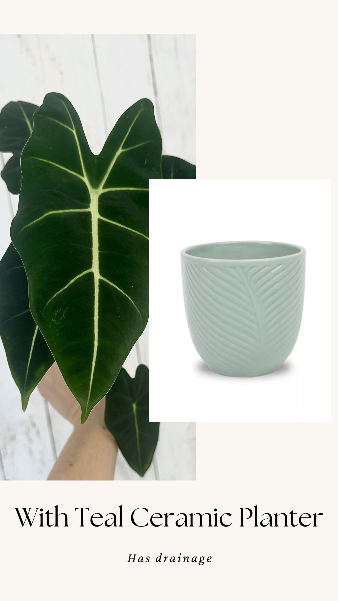 Alocasia Frydek - 4" Nursery Pot - Live Plant