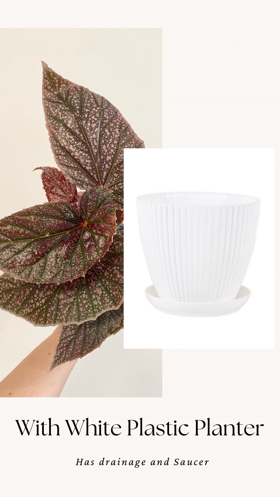 Begonia ‘Miss Mummy’ – Angelwing Begonia - 4” Nursery Pot - live plant