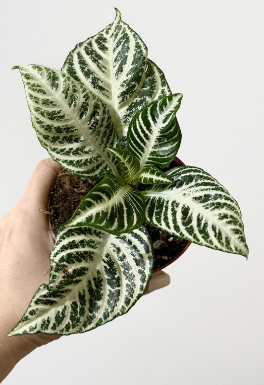 Aphelandra White Gardenia Zebra Plant - 4" pot - Live Plant - Rare Plant - optional decorative pot