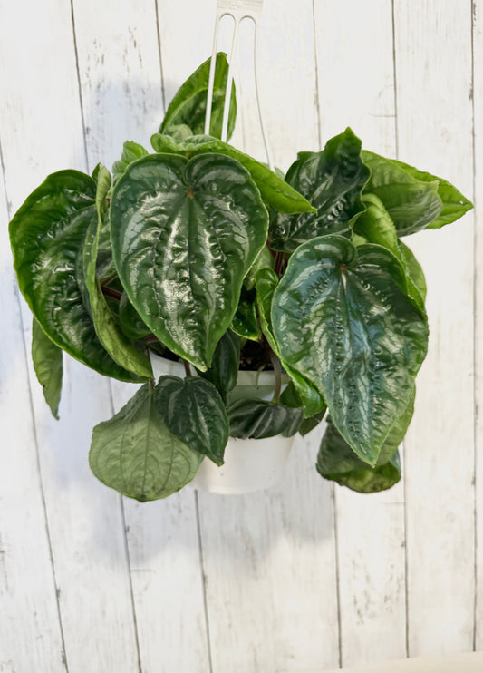 Peperomia Ecuador - Hanging Plant 6" Pot - Live Plant