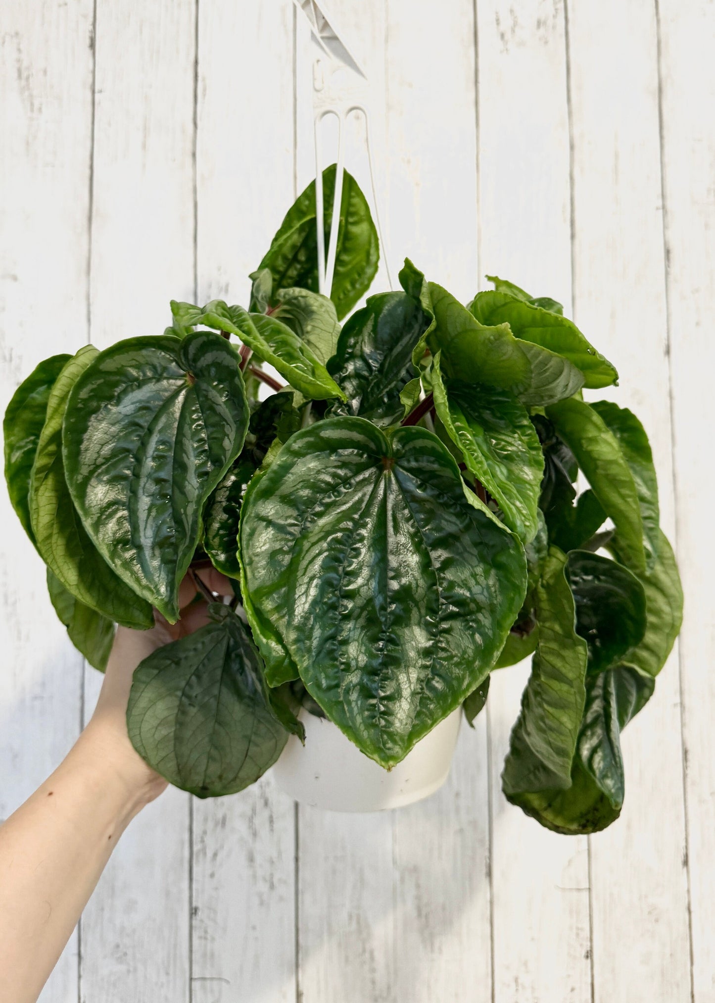 Peperomia Ecuador - Hanging Plant 6" Pot - Live Plant
