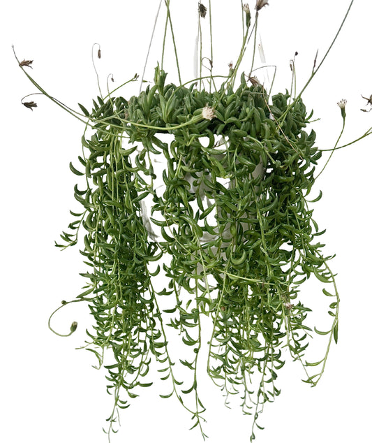 String of Bananas Plant - 6 inch Hanging Pot - optional decorative basket