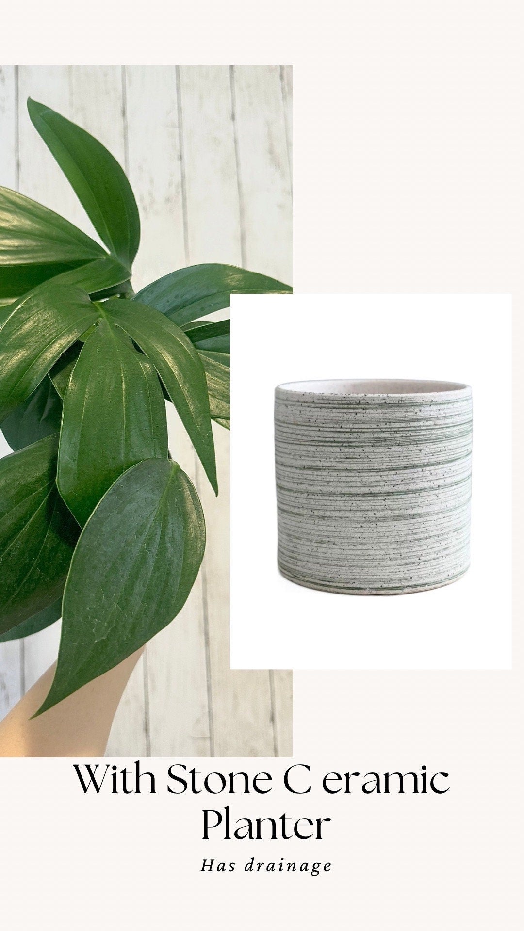 Rhaphidophora Decursiva Plant - 6” Nursery Pot