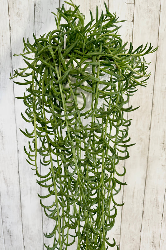 String of Fish hooks Plant, Succulent, 6” Hanging Basket - Live Plant