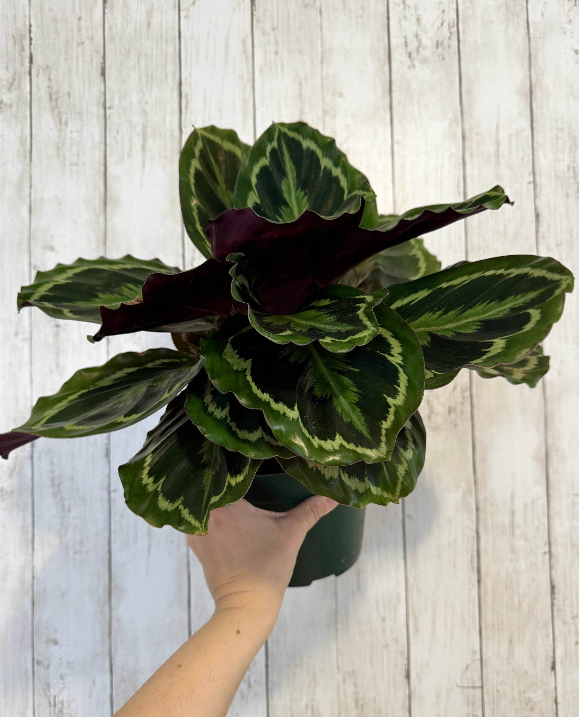 Calathea Medallion Plant - Prayer in 4” or 6" Pot - Live Plant - optional deocrative pot