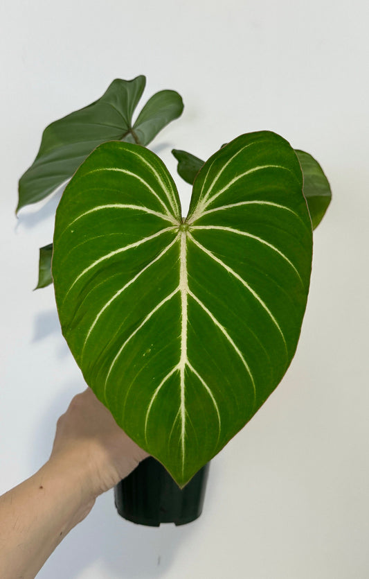 Philodendron Gloriosum Plant - 4" Pot - Live Plant - optional deocrative pot