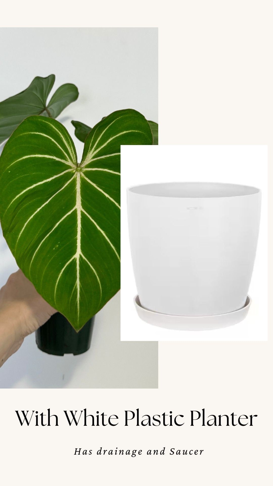 Philodendron Gloriosum Plant - 4" Pot - Live Plant - optional deocrative pot