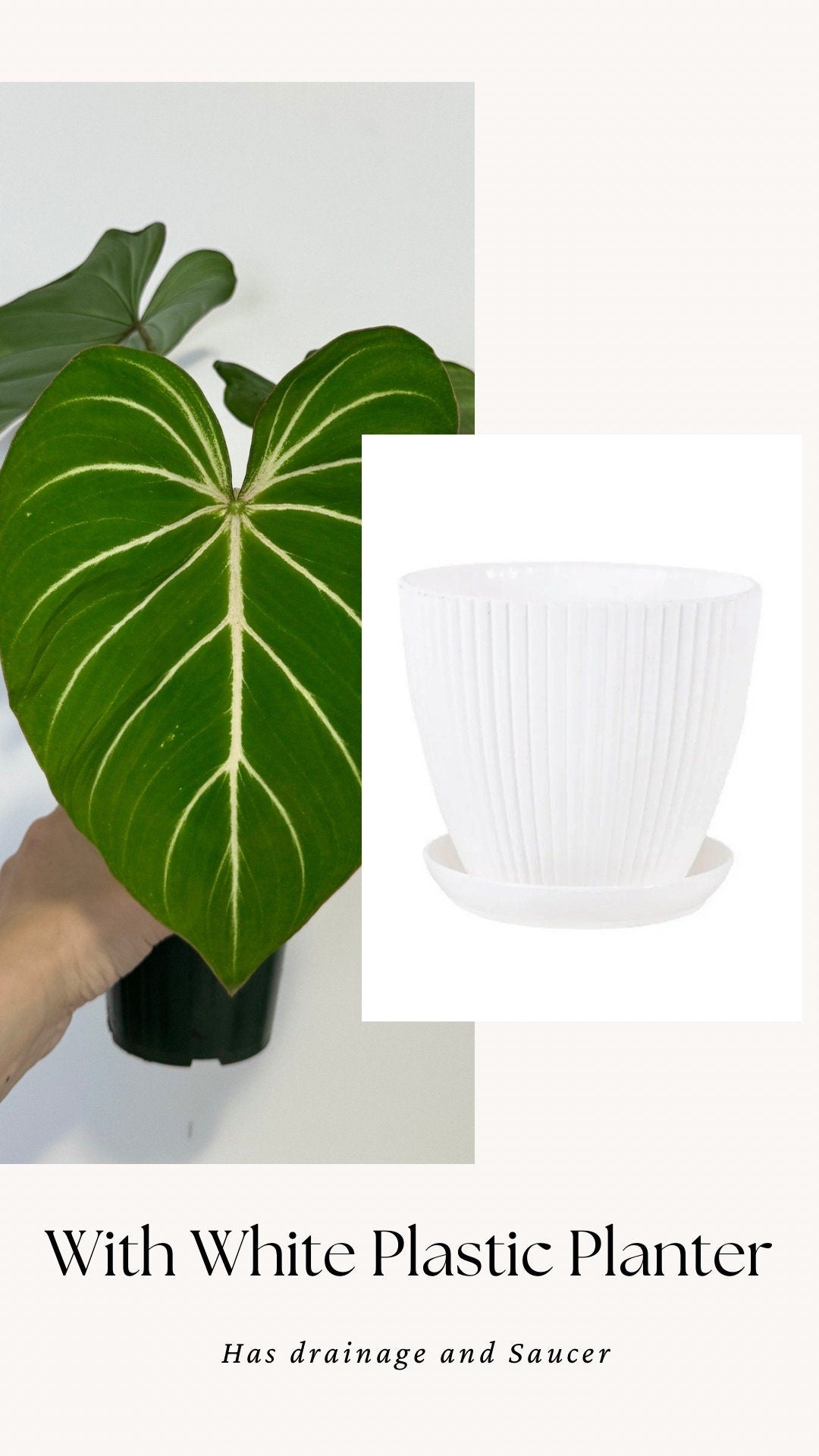 Philodendron Gloriosum Plant - 4" Pot - Live Plant - optional deocrative pot