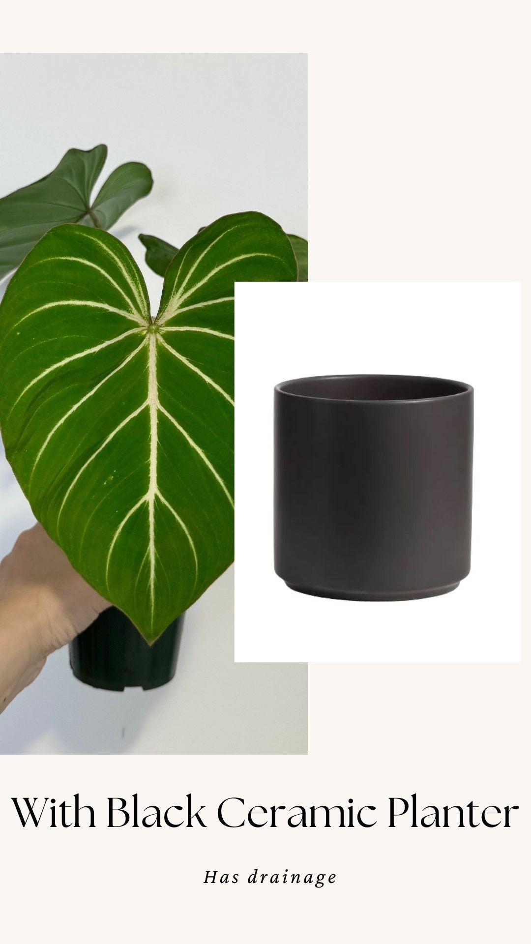 Philodendron Gloriosum Plant - 4" Pot - Live Plant - optional deocrative pot