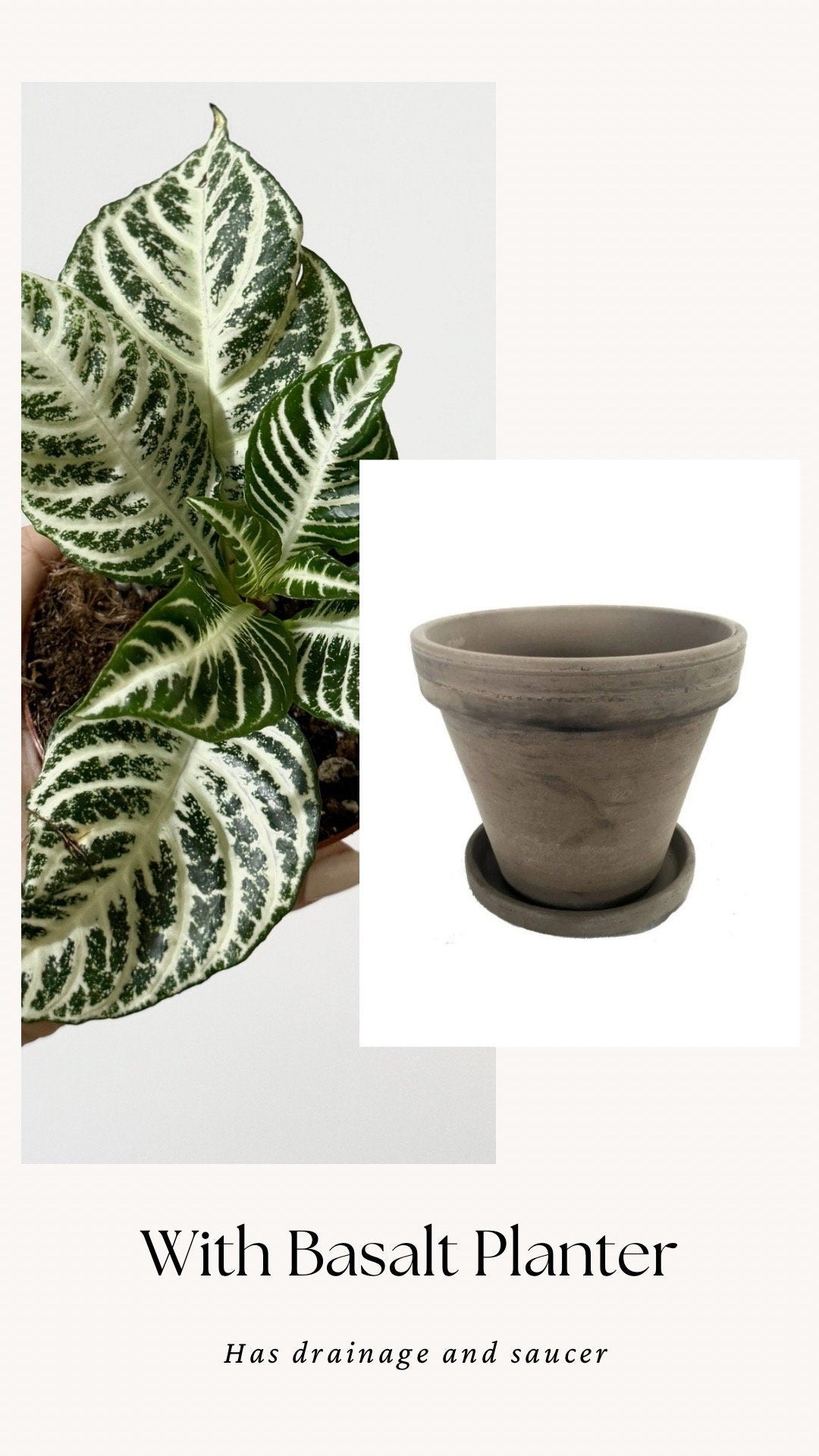 Aphelandra White Gardenia Zebra Plant - 4" pot - Live Plant - Rare Plant - optional decorative pot